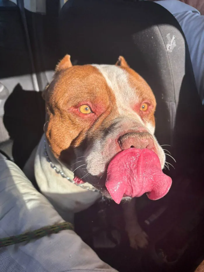 Cachorro raça Pit-Bull idade 5 anos nome Bob