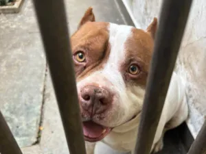 Cachorro raça Pit-Bull idade 5 anos nome Bob
