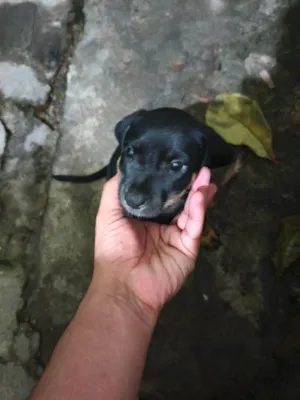 Cachorro raça Rottweiler idade Abaixo de 2 meses nome Sem nome
