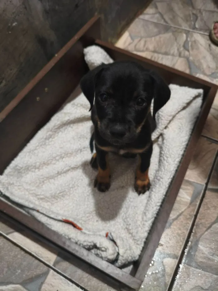 Cachorro raça Rottweiler idade Abaixo de 2 meses nome Sem nome