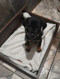 Cachorro raça Rottweiler idade Abaixo de 2 meses nome Sem nome 