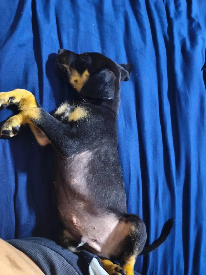 Cachorro raça Rottweiler idade Abaixo de 2 meses nome Sem nome 