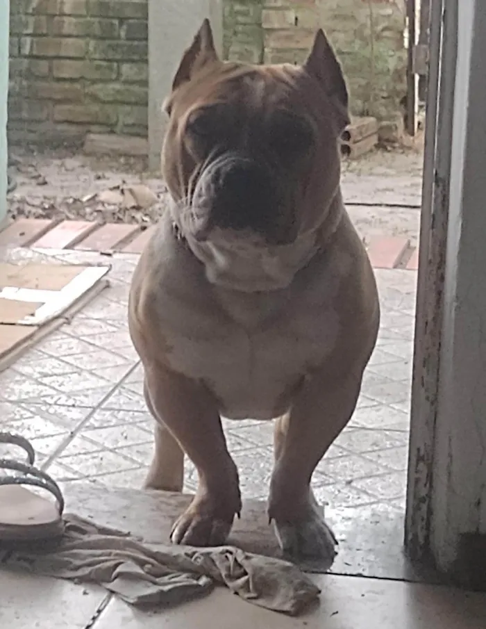 Cachorro raça Pit-Bull idade 1 ano nome Bunny