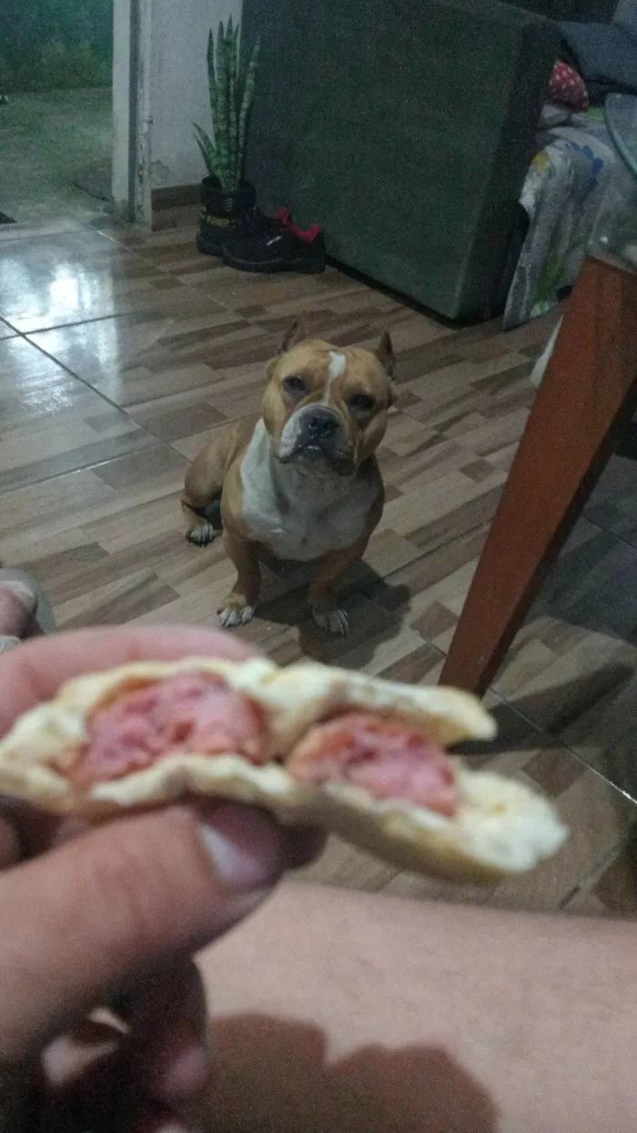 Cachorro raça Pit-Bull idade 1 ano nome Bunny