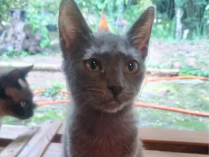 Gato raça SRD-ViraLata idade 2 a 6 meses nome Sem nome 