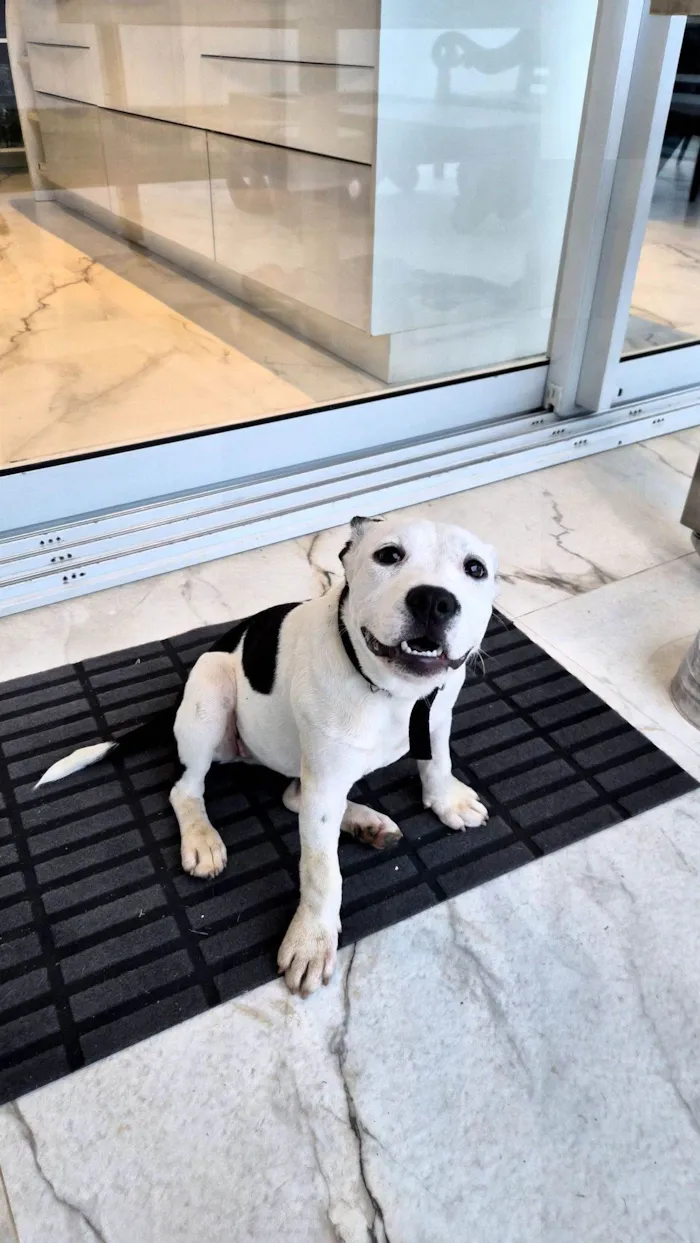 Cachorro raça SRD-ViraLata idade 2 a 6 meses nome Não tem nome