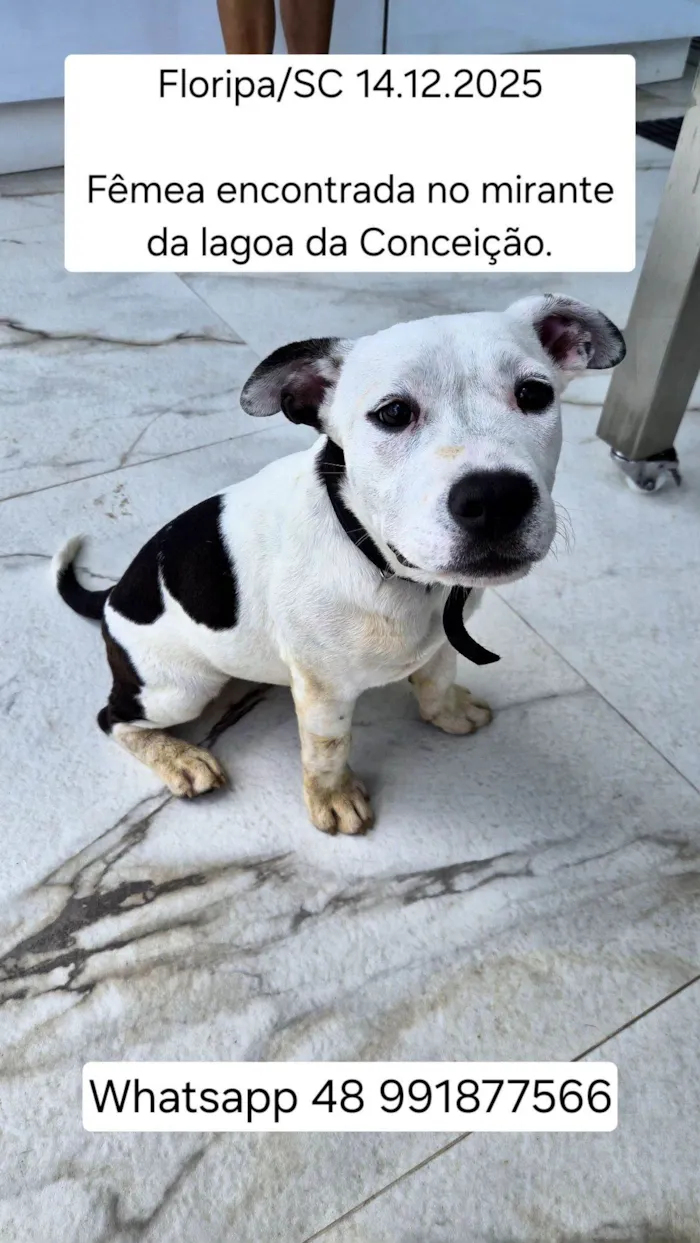 Cachorro raça SRD-ViraLata idade 2 a 6 meses nome Não tem nome