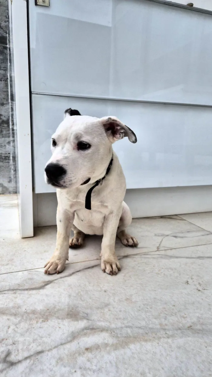 Cachorro raça SRD-ViraLata idade 2 a 6 meses nome Não tem nome