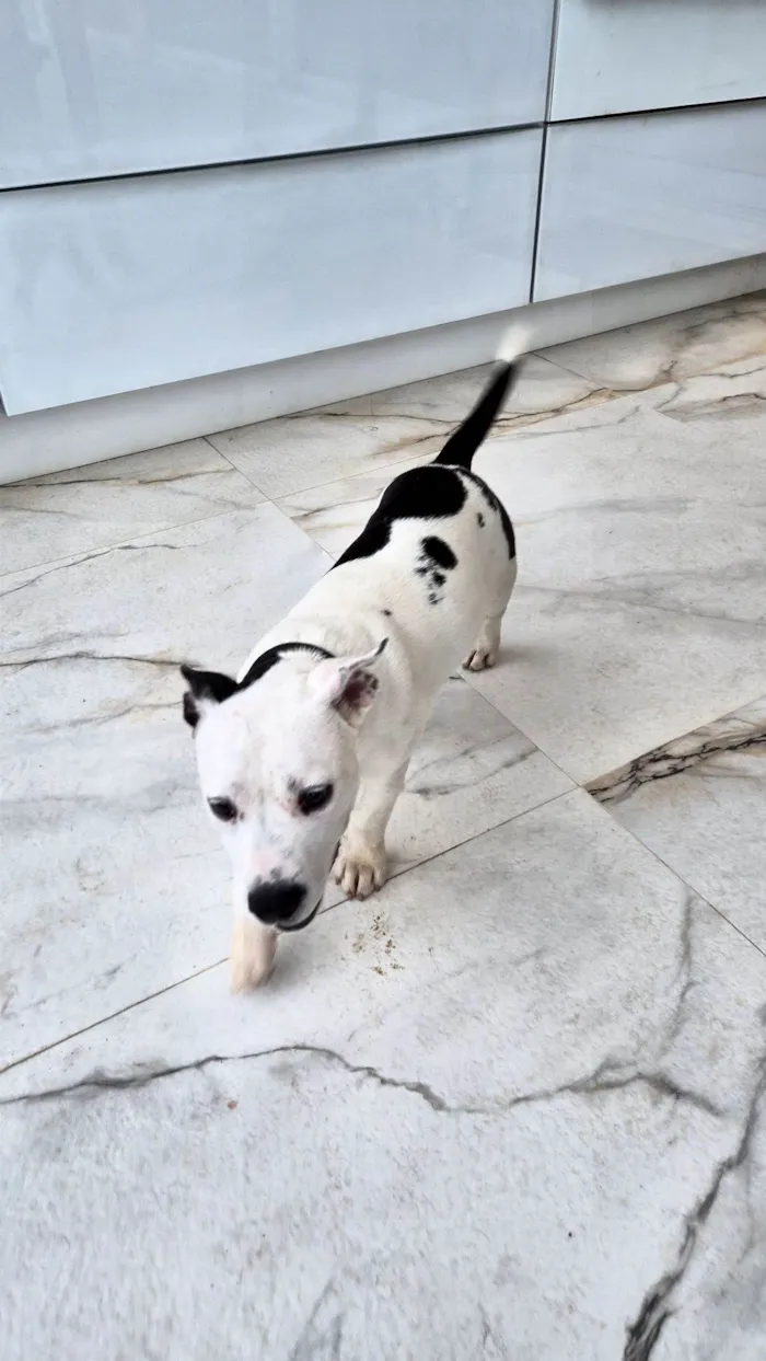Cachorro raça SRD-ViraLata idade 2 a 6 meses nome Não tem nome