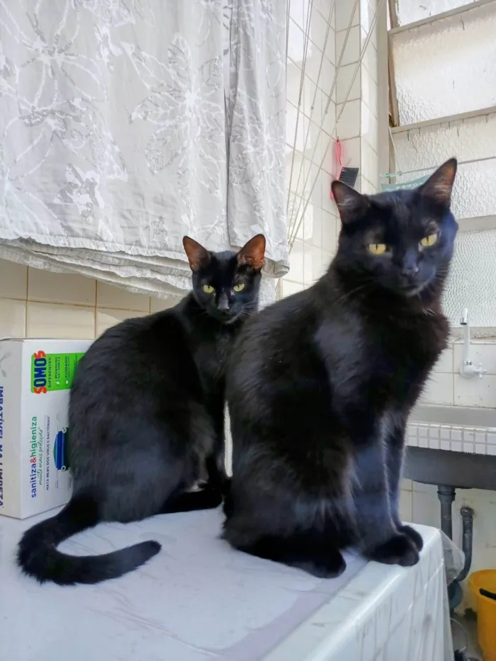 Gato raça SRD-ViraLata idade 2 anos nome Sophie e Howl