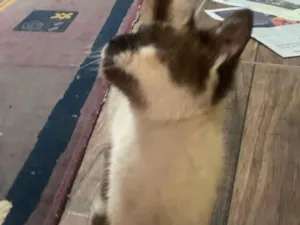 Gato raça Exótico idade 7 a 11 meses nome Tina