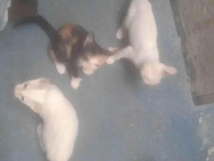 Gato raça Exótico idade Abaixo de 2 meses nome Alice 