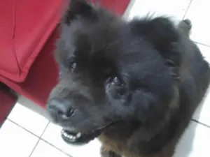Cachorro raça Chow Chow idade 6 ou mais anos nome Ssra