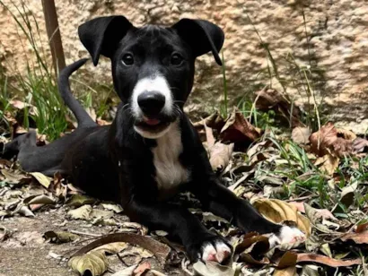 Cachorro raça SRD-ViraLata idade 2 a 6 meses nome Polenta 