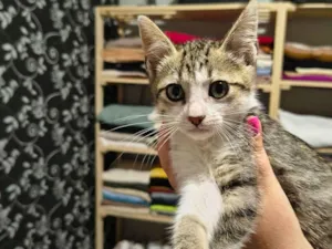 Gato raça SRD-ViraLata idade Abaixo de 2 meses nome Sem nome