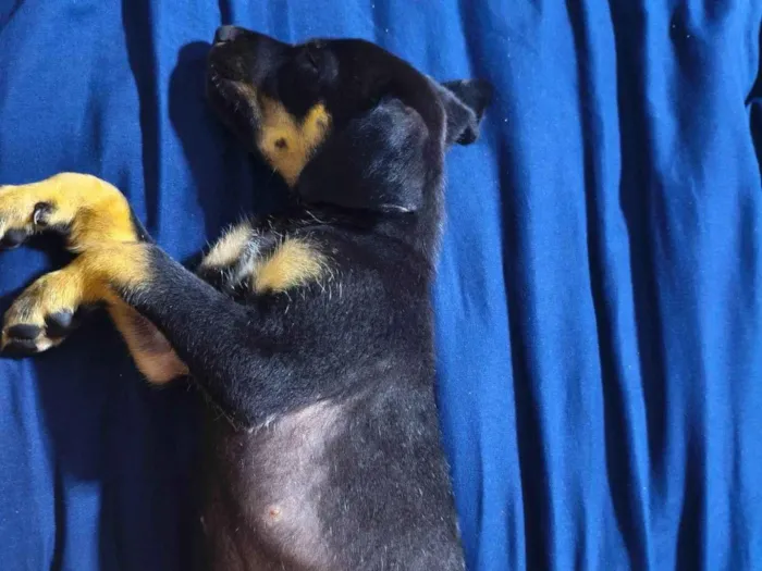 Cachorro raça Rottweiler idade Abaixo de 2 meses nome Sem nome 