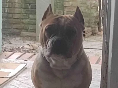 Cachorro raça Pit-Bull idade 1 ano nome Bunny