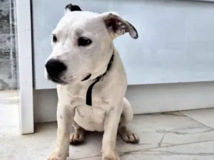 Cachorro raça SRD-ViraLata idade 2 a 6 meses nome Não tem nome