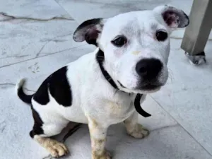 Cachorro raça SRD-ViraLata idade 2 a 6 meses nome Não tem nome