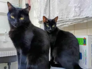 Gato raça SRD-ViraLata idade 2 anos nome Sophie e Howl