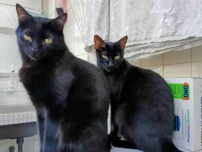 Gato raça SRD-ViraLata idade 2 anos nome Sophie e Howl