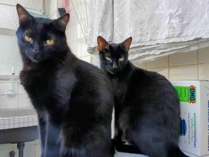 Gato raça SRD-ViraLata idade 2 anos nome Sophie e Howl