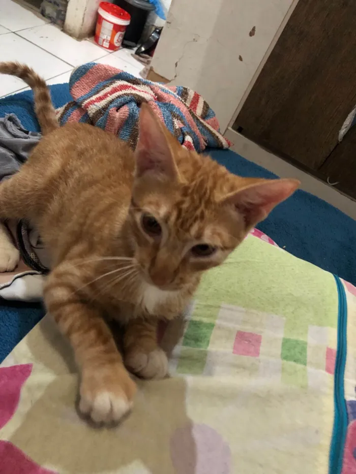 Gato raça SRD-ViraLata idade 2 a 6 meses nome vitória 