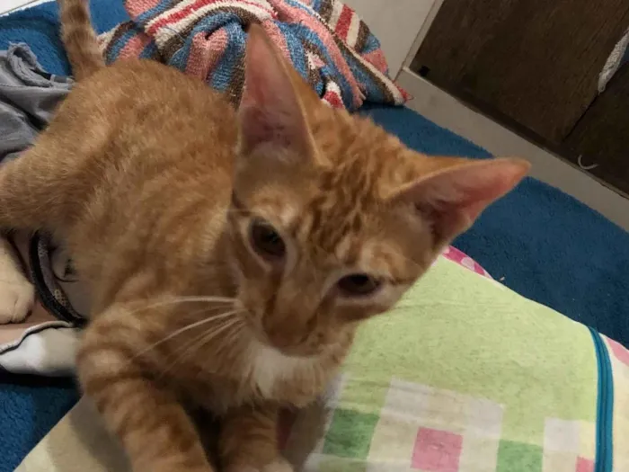 Gato raça SRD-ViraLata idade 2 a 6 meses nome vitória 