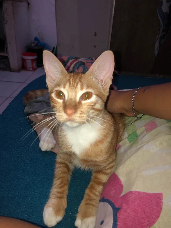 Gato raça SRD-ViraLata idade 2 a 6 meses nome vitória 