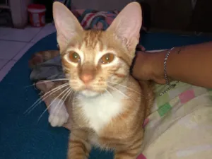 Gato raça SRD-ViraLata idade 2 a 6 meses nome vitória 