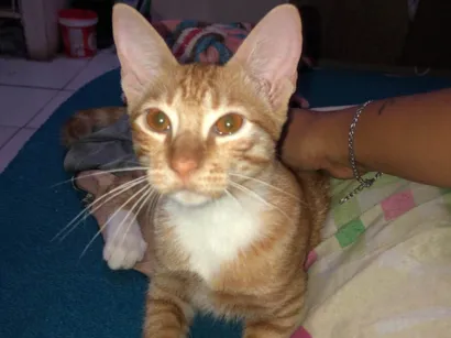 Gato raça SRD-ViraLata idade 2 a 6 meses nome vitória 