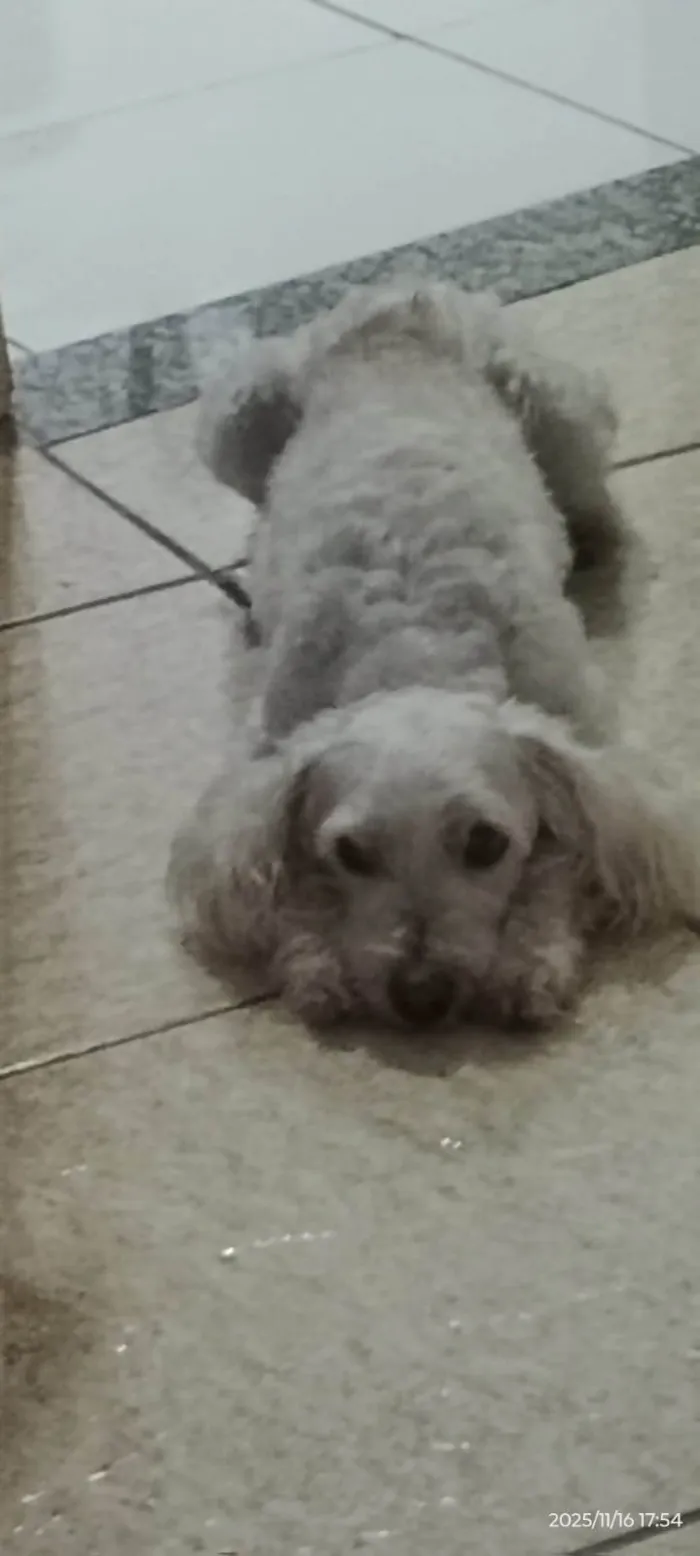 Cachorro raça Poodle idade 6 ou mais anos nome Snup 