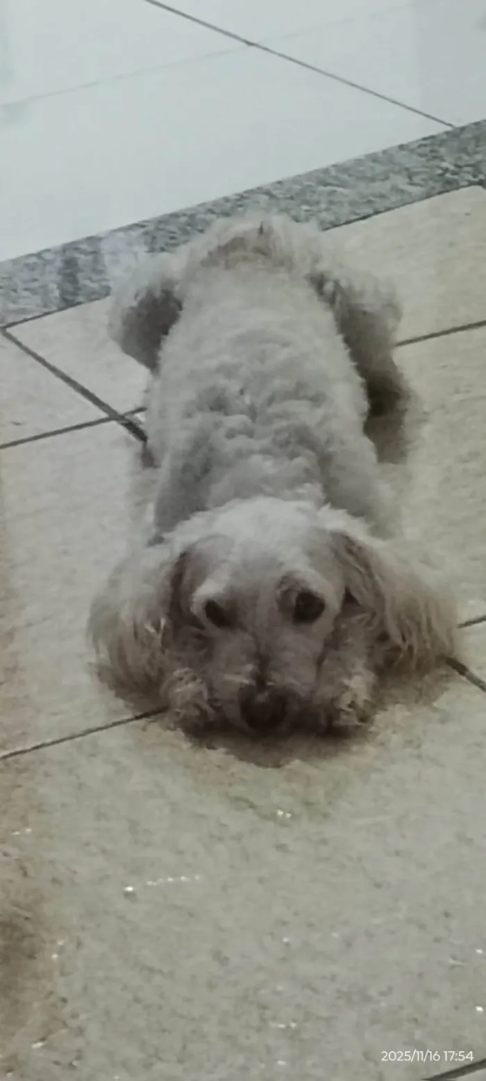 Cachorro raça Poodle idade 6 ou mais anos nome Snup 