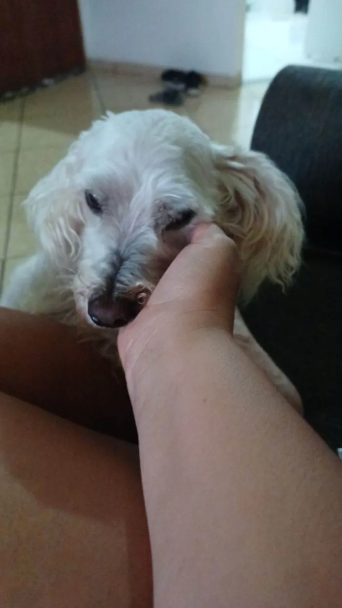 Cachorro raça Poodle idade 6 ou mais anos nome Snup 