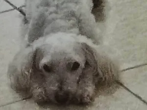 Cachorro raça Poodle idade 6 ou mais anos nome Snup 