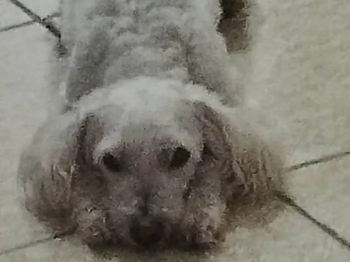 Cachorro raça Poodle idade 6 ou mais anos nome Snup 