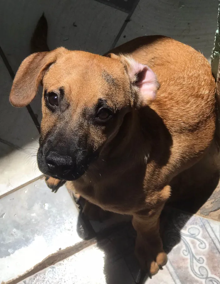 Cachorro raça SRD-ViraLata idade 1 ano nome juninho