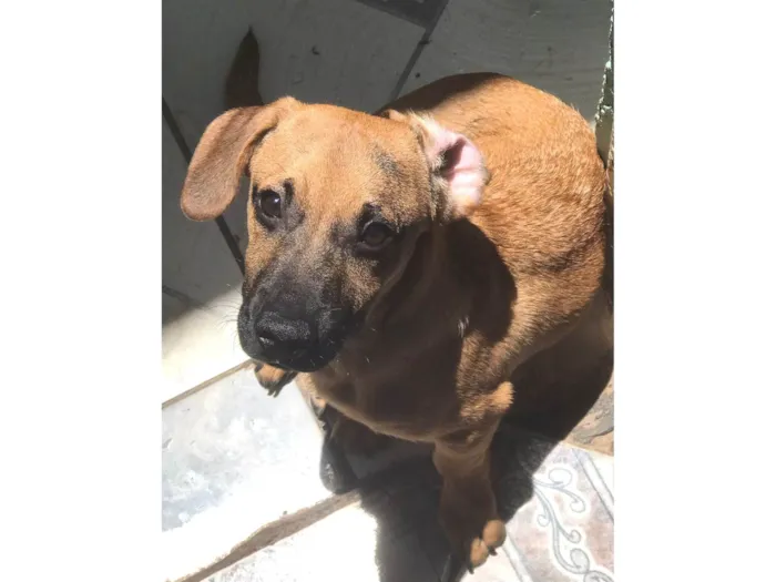 Cachorro raça SRD-ViraLata idade 1 ano nome juninho