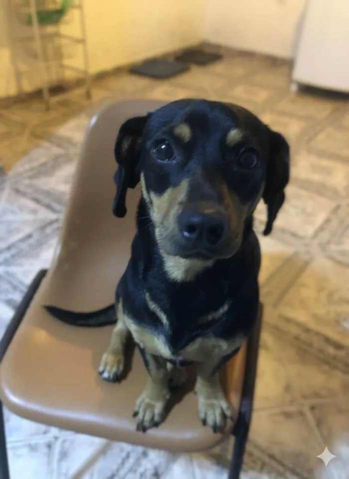 Cachorro raça SRD-ViraLata idade 1 ano nome Café 