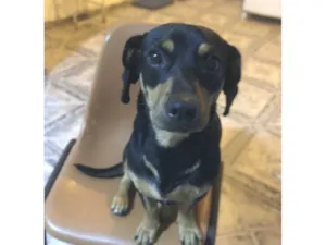 Cachorro raça SRD-ViraLata idade 1 ano nome Café 