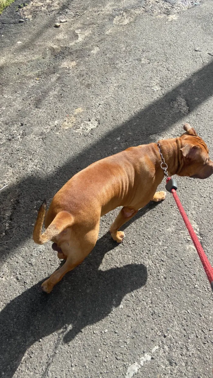 Cachorro raça Pit-Bull idade 4 anos nome Apolo