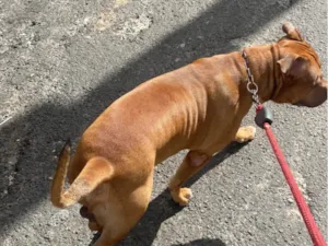 Cachorro raça Pit-Bull idade 4 anos nome Apolo
