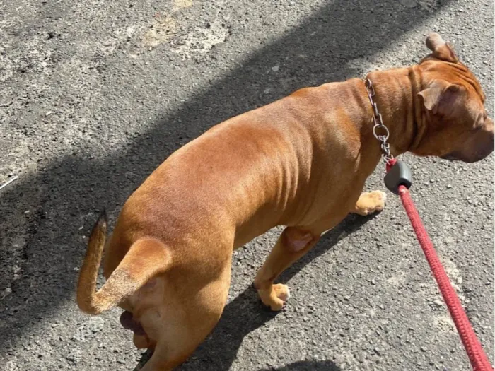Cachorro raça Pit-Bull idade 4 anos nome Apolo