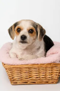 Cachorro raça Lhasa Apso idade 3 anos nome Dama