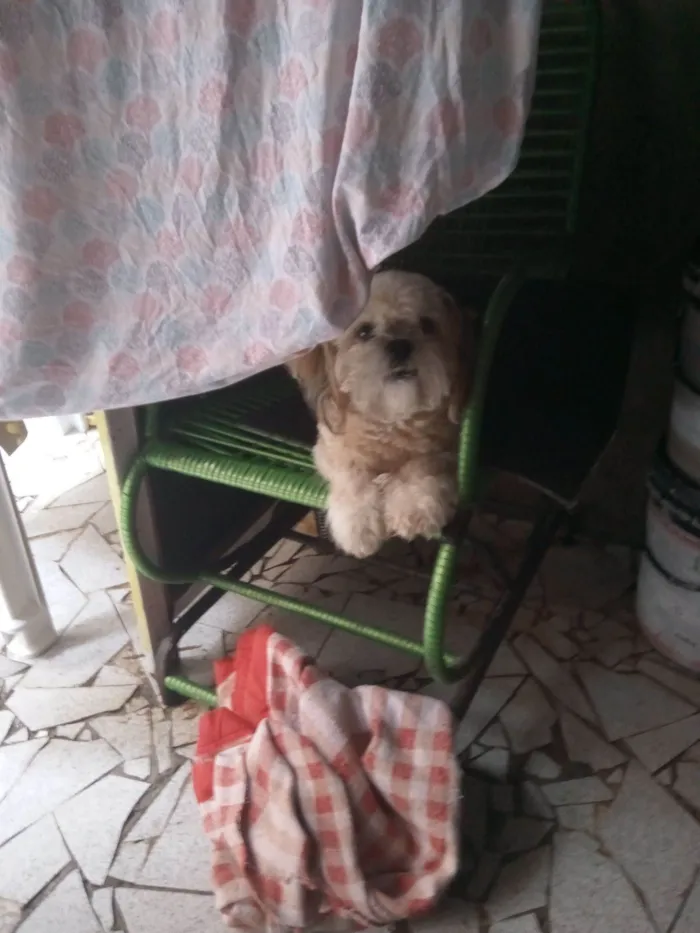 Cachorro raça Shitzu idade 3 anos nome BoB