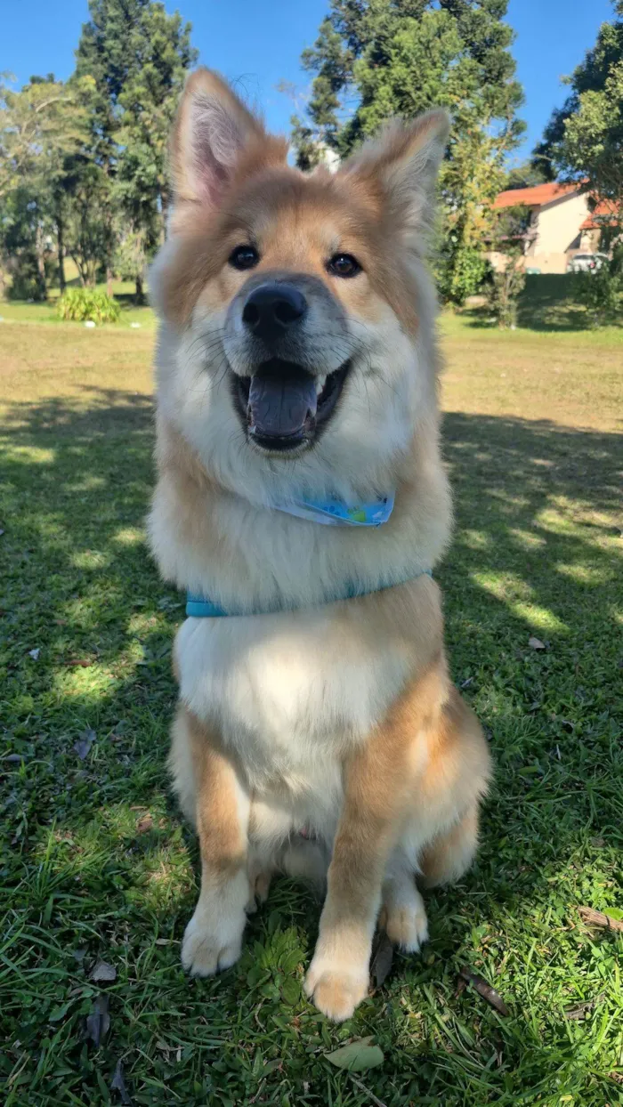 Cachorro raça SRD-ViraLata idade 1 ano nome LUCKY