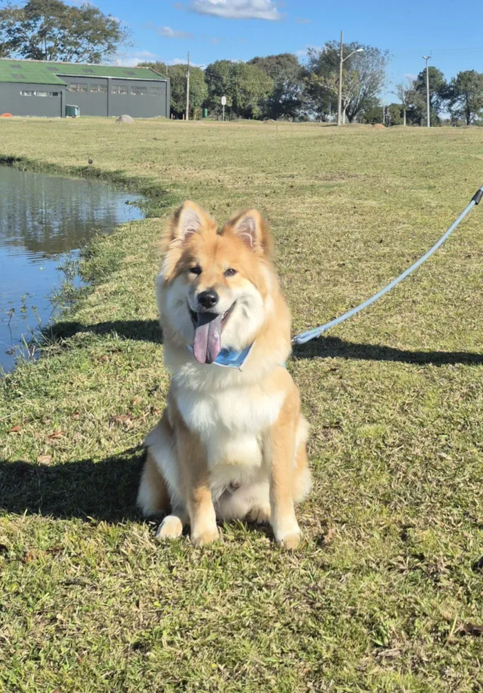 Cachorro raça SRD-ViraLata idade 1 ano nome LUCKY