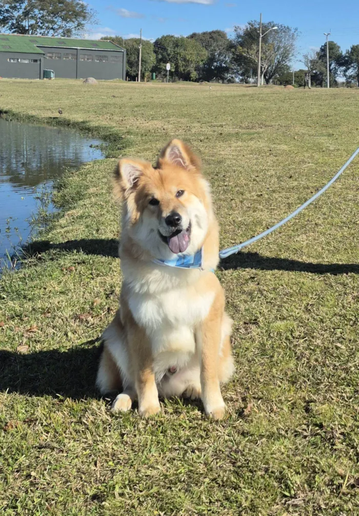 Cachorro raça SRD-ViraLata idade 1 ano nome LUCKY