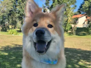 Cachorro raça SRD-ViraLata idade 1 ano nome LUCKY