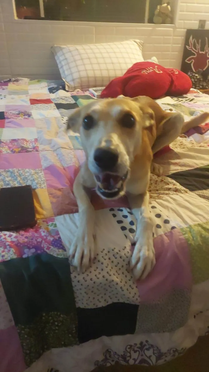 Cachorro raça SRD-ViraLata idade 2 anos nome Paçoca